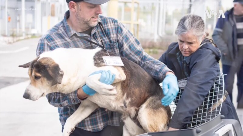 Američki volonteri brinu o psima u okolini nuklearke Černobil