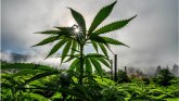 Amerika i droge: Džozef Bajden amnestirao ljude osuđene zbog jednostavnog posedovanja marihuane