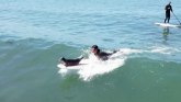 Amerika i životinje: Foka Semi jezdi talasima sa surferima