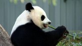 Amerika i životinje: Povratak pandi u Kinu