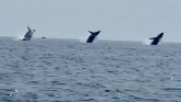 Amerika i životinje: Tri kita istovremeno izronila iz vode