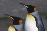 Antarktičkim kraljevskim pingvinima preti nestanak