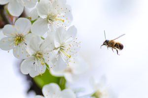 Apel pčelara: Ne prskajte voće u cvetanju