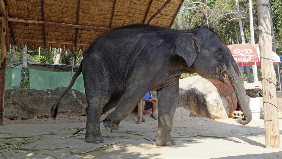 Apel turistima da ne plaćaju jahanje i zabavu sa slonovima