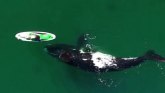 Argentina i životinje: Poklon za rođendan - dva radoznala kita iznenadili veslačicu na dasci