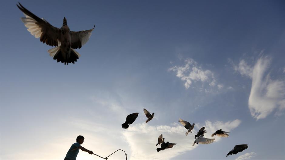 Argentinska policija ubila narko-goluba