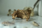 Arheolozi pronašli lobanje stare 14.000 godina