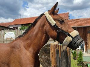 Aurelia - hrabra kobila kojoj je niški Zoo kutak pružio šansu za novi život [video]
