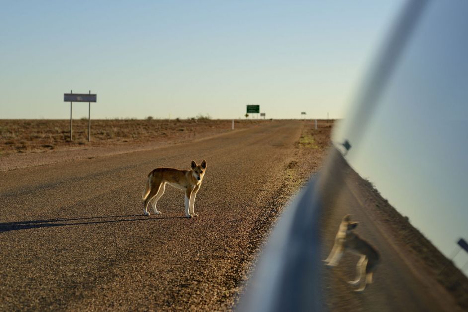Australija: Dingo napao dečaka