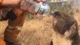 Australija: Koala od vatrogasaca dobila flašicu vode usred požara
