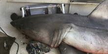Australija: Ribaru u čamac uskočila bela ajkula duga 2,7 m