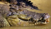 Australija: Telo nestalog pecaroša pronađeno u stomaku krokodila