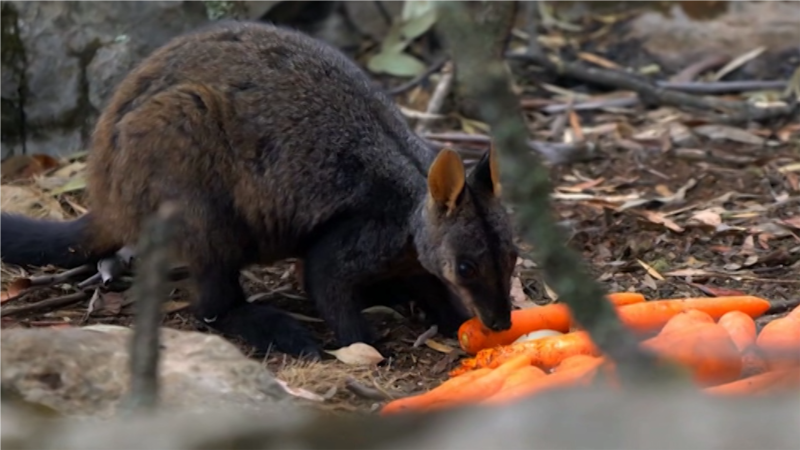 Australija: U požarima stradalo 1,25 milijardi životinja