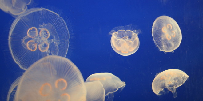 Australija: Zbog ogromnog broja meduza zatvaraju se plaže