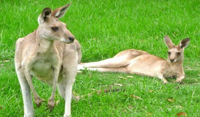 Australija namerava da ubije milion kengura