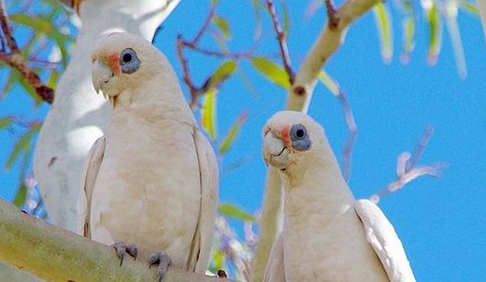 Australija objavila rat malim belim papagajima