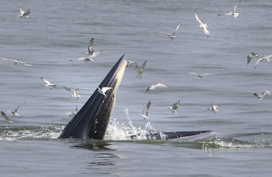 Australijanku napao grbavi kit