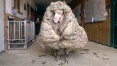 Australijski ovan sa 35 kilograma vune na sebi, ošišan posle nekoliko godina