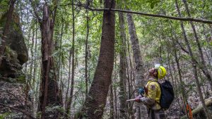 Australijski vatrogasci spasili retku vrstu bora od požara