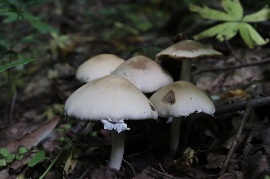Austrijske gljive i dalje radioaktivne