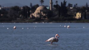 Avion uleteo u jato flamingosa, 40 ptica nastradalo