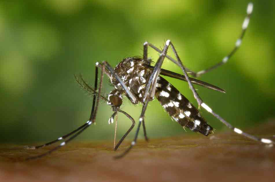 Azijski tigrasti komarci prvi put ove godine pronađeni u Novom Sadu 