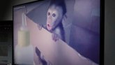 BBC istraga: Ljudi koji zarađuju mučeći majmune od Indonezije do Sjedinjenih država