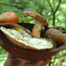 BERBA PEČURAKA U PUNOM JEKU: Ne dajte da vas prevare gljive zavodnice koje se nalaze u šumi (FOTO)