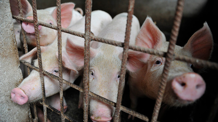 BEZ BRIGE! LAŽNA INFORMACIJA da je potvrđena afrička svinjska kuga u Srbiji