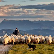 BIZARNI INCIDENT: Pastir terao ovce pa prešao državnu granicu, kad su ga uhvatili, otkrili su da pripada opasnoj grupi