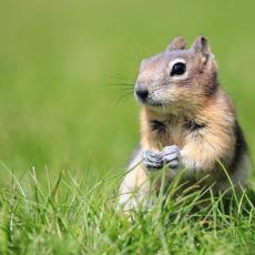BIZARNO: Amerikanac davao drogu veverici da bi bila agresivna?