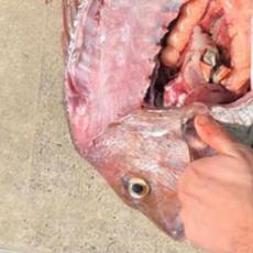 BOGOVSKI ULOV! Pecaroš se SRUŠIO kad je ovo našao u želucu ribe koju je upecao! (FOTO)