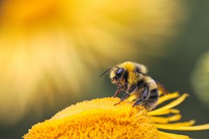 Bačka Topola: Obaveštenje za pčelare