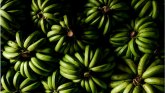 Bananagedon - kako pandemija uništava najomiljenije voće na svetu