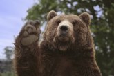 Banjaluka: Medved ga napao, pa se okupao iza njegove kuće