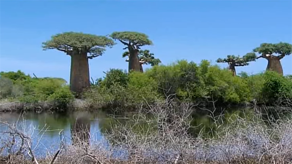  Baobab izumire alarmantnom brzinom!    