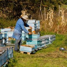 Bave se pčelarstvom i zarađuju TRI prosečne PLATE mesečno: Kovačevići otkrili recept za porodični biznis