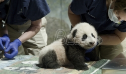 Beba panda iz zoo vrta u Vašingtonu danas dobila ime Malo čudo