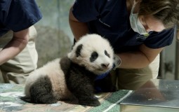 
					Beba panda iz zoo vrta u Vašingtonu danas dobila ime Malo čudo 
					
									