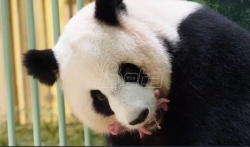 Bebe pande rodjene u zoo vrtu u Francuskoj (VIDEO)
