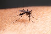 Beli luk, pljuvačka i banana: Ublažite svrab od ujeda komarca pomoću devet prirodnih lekova