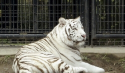 Beli tigar ubio čuvara u zoo vrtu u Japanu