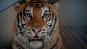 Bengalski tigrovi u Meksiku: Zaplenjeni nakon što su jednog tigra jurili lasom po ulici