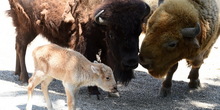 Beograd: Rodio se beli bizon, jedan u 10 miliona