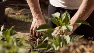Beograd dobija urbanu mikro-šumu: Velika ekološka akcija na Vidovdan