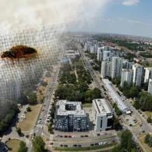 Beograd pod opsadom sićušnih buba: Ako vas ujede ova vrsta, mogući su gušenje i otok - simptomi se javljaju iznenada, građani u panici
