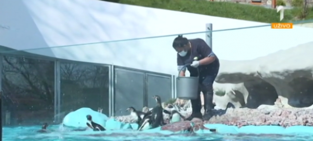 Beogradski zoo vrt: Ovo je i za životinje neka vrsta odmora VIDEO