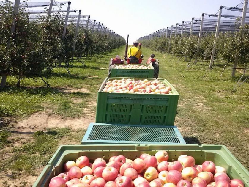 Berba jabuka privodi se kraju, manji prinos nego prošle godine