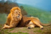 Berlinom luta lav, građani upozoreni: Ne znamo odakle je životinja došla