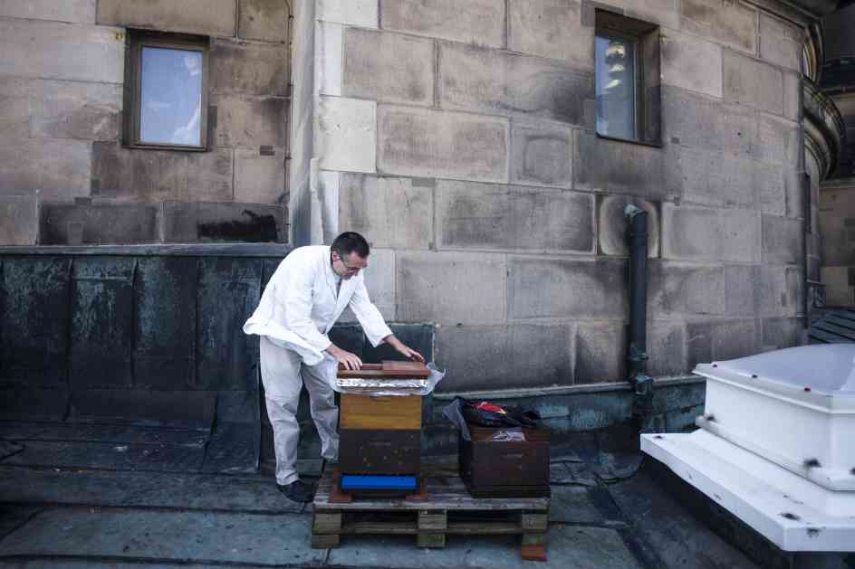 Berlinska katedrala postala dom za oko 30.000 pčela